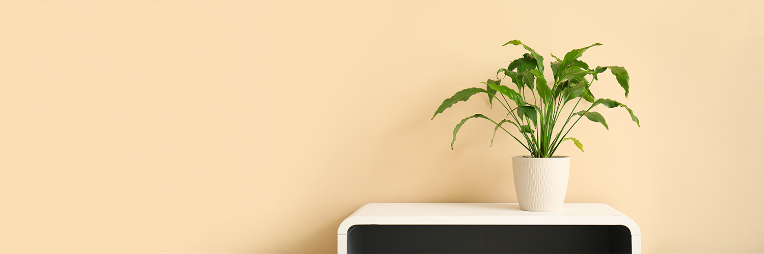 観葉植物